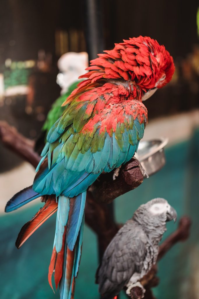 EU parrots